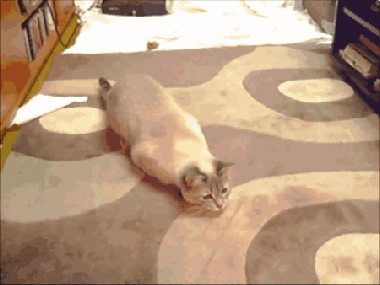 微信图片_20200505191119.gif