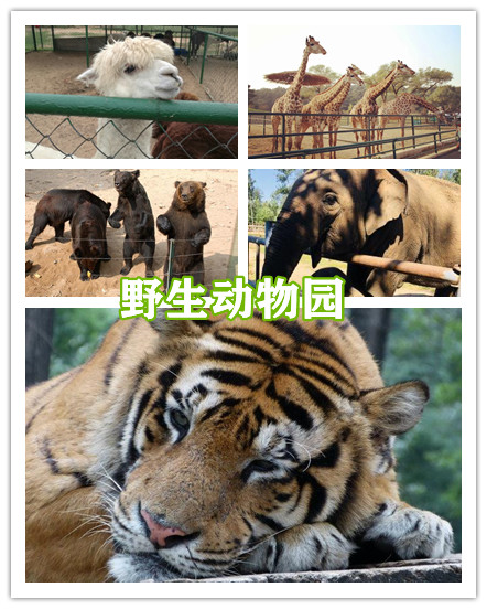 动物园拼.jpg