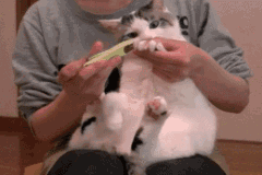 微信图片_20220809100820.gif