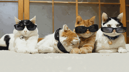 640 (2).gif